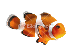 Innovative Marine Mini Nuvo 38 White Dimmable Reef Ready KIt